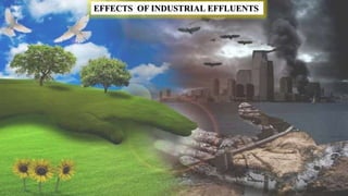 EFFECTS OF INDUSTRIAL EFFLUENTS
 