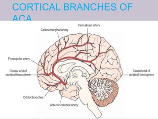 CORTICAL BRANCHES OF
ACA
 