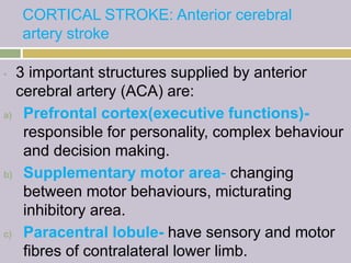 CORTICAL STROKE: Anterior cerebral
artery stroke
• 3 important structures supplied by anterior
cerebral artery (ACA) are:
a) Prefrontal cortex(executive functions)-
responsible for personality, complex behaviour
and decision making.
b) Supplementary motor area- changing
between motor behaviours, micturating
inhibitory area.
c) Paracentral lobule- have sensory and motor
fibres of contralateral lower limb.
 