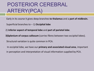 POSTERIOR CEREBRAL
ARTERY(PCA)
• Early in its course it gives deep branches to thalamus and a part of midbrain.
• Superficial branches to – 1) Occipital lobe
2) Inferior aspect of temporal lobe and part of parietal lobe.
3)Splenium of corpus callosum (carries fibres between two occipital lobes).
• Structural variation is quite common in PCA.
• In occipital lobe, we have our primary and associated visual area, important
in perception and interpretation of visual information supplied by PCA.
 