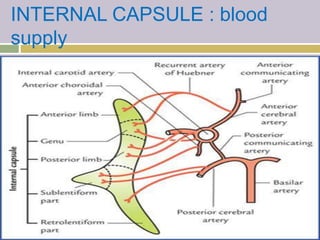 INTERNAL CAPSULE : blood
supply
 