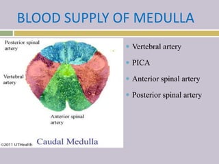 BLOOD SUPPLY OF MEDULLA
 Vertebral artery
 PICA
 Anterior spinal artery
 Posterior spinal artery
 