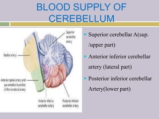 BLOOD SUPPLY OF
CEREBELLUM
 Superior cerebellar A(sup.
/upper part)
 Anterior inferior cerebellar
artery (lateral part)
 Posterior inferior cerebellar
Artery(lower part)
 