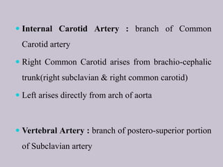  Internal Carotid Artery : branch of Common
Carotid artery
 Right Common Carotid arises from brachio-cephalic
trunk(right subclavian & right common carotid)
 Left arises directly from arch of aorta
 Vertebral Artery : branch of postero-superior portion
of Subclavian artery
 