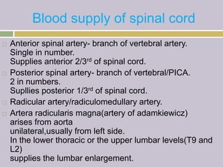 Blood supply of spinal cord
 Anterior spinal artery- branch of vertebral artery.
Single in number.
Supplies anterior 2/3rd of spinal cord.
 Posterior spinal artery- branch of vertebral/PICA.
2 in numbers.
Supllies posterior 1/3rd of spinal cord.
 Radicular artery/radiculomedullary artery.
 Artera radicularis magna(artery of adamkiewicz)
arises from aorta
unilateral,usually from left side.
In the lower thoracic or the upper lumbar levels(T9 and
L2)
supplies the lumbar enlargement.
 