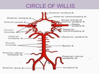CIRCLE OF WILLIS
 