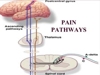 PAIN
PATHWAYS
 