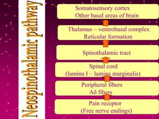 Thalamus – ventrobasal complex
Reticular formation
Spinothalamic tract
Spinal cord
(lamina I – lamina marginalis)
Peripheral fibers
Aδ fibers
Pain receptor
(Free nerve endings)
Somatosensory cortex
Other basal areas of brain
 
