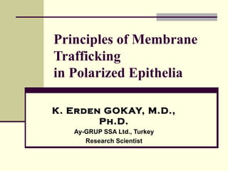 Principles of Membrane
Trafficking
in Polarized Epithelia
K. Erden GOKAY, M.D.,K. Erden GOKAY, M.D.,
Ph.D.Ph.D.
Ay-GRUP SSA Ltd., Turkey
Research Scientist
 