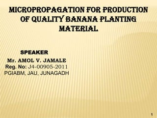 MICROPROPAGATION FOR PRODUCTION
    OF QUALITY BANANA PLANTING
             MATERIAL

     SPEAKER
 Mr. AMOL V. JAMALE
Reg. No: J4-00905-2011
PGIABM, JAU, JUNAGADH




                                   1
 