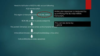Head to tail fusion of BCR to ABL occurs following
9:22 translocation
This region is transcribed into BCR-ABL mRNA
BCR-ABL protein is produced(p210)
This protein Dimerises and becomes active tyrosine kinase
Intracellular kinases are phosphorylated(eg c-myc,shc)
Cell proliferates,evades apoptosis
Molecular response is measured by
quantifying the Bcr-Abl mRNA
transcripts.
This can be done by
1.QPCR
 
