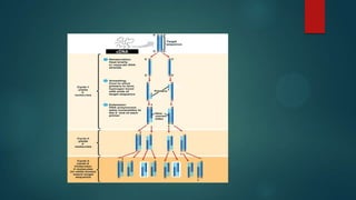 Bcr-Abl
Bcr
Abl
cDNA
 