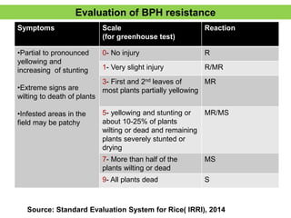 Bph Infested Rice BPH Resistance in rice, new sources and approaches | PPTX