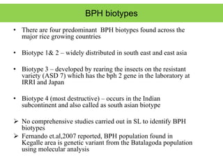 BPH Resistance in rice, new sources and approaches | PPTX