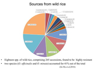 Officinalis Rice BPH Resistance in rice, new sources and approaches | PPTX