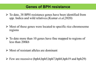 BPH Resistance in rice, new sources and approaches | PPTX