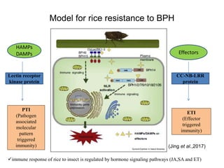 Bph Infested Rice BPH Resistance in rice, new sources and approaches | PPTX