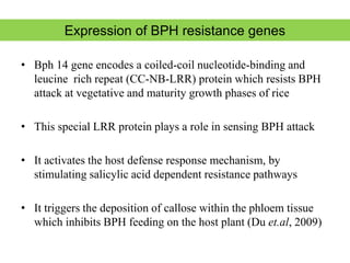 BPH Resistance in rice, new sources and approaches | PPTX
