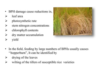 BPH Resistance in rice, new sources and approaches | PPTX