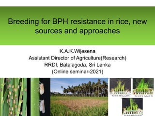 Bph Infested Rice Seminar 2021 _BPH - .pptx