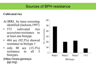 Bph Infested Rice Seminar 2021 _BPH - .pptx