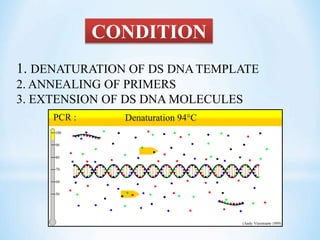 CONDITION
1. DENATURATION OF DS DNATEMPLATE
2. ANNEALING OF PRIMERS
3. EXTENSION OF DS DNA MOLECULES
 