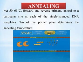 ANNEALING
•At 50–65°C, forward and reverse primers, anneal to a
particular site at each of the single-stranded DNA
templates. Tm of the primer pairs determines the
annealing temperature
 