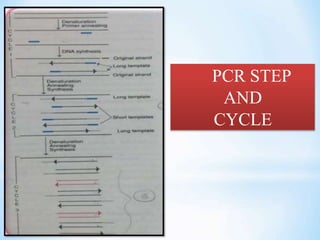 PCR STEP
AND
CYCLE
 