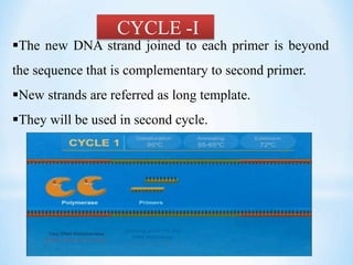 CYCLE -I
The new DNA strand joined to each primer is beyond
the sequence that is complementary to second primer.
New strands are referred as long template.
They will be used in second cycle.
 