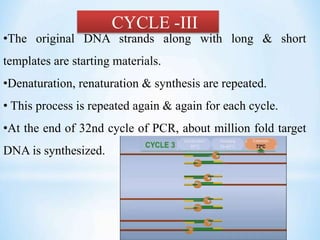 CYCLE -III
•The original DNA strands along with long & short
templates are starting materials.
•Denaturation, renaturation & synthesis are repeated.
• This process is repeated again & again for each cycle.
•At the end of 32nd cycle of PCR, about million fold target
DNA is synthesized.
 