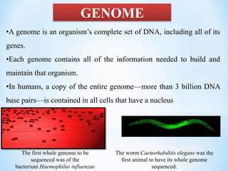 GENOME
•A genome is an organism’s complete set of DNA, including all of its
genes.
•Each genome contains all of the information needed to build and
maintain that organism.
•In humans, a copy of the entire genome—more than 3 billion DNA
base pairs—is contained in all cells that have a nucleus
The first whole genome to be
sequenced was of the
bacterium Haemophilus influenzae
The worm Caenorhabditis elegans was the
first animal to have its whole genome
sequenced.
 