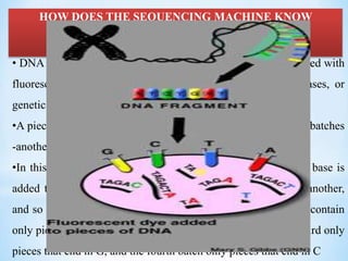 HOW DOES THE SEQUENCING MACHINE KNOW
WHETHER A BASE IS AN A, C, G, OR T?
• DNA been chopped up, copied, chemically modified, and tagged with
fluorescent dyes corresponding to the four different DNA bases, or
genetic letters.
•A piece of DNA is copied many times,- then divided into four batches
-another round of copying.
•In this second round, a small amount of chemically modified base is
added to each batch—that is, modified T to one batch, A to another,
and so on.. The result of all this is that one batch of DNA will contain
only pieces that end in T, another only pieces that end in A, a third only
pieces that end in G, and the fourth batch only pieces that end in C
 
