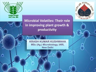 Microbial Volatiles: Their role
in improving plant growth &
productivity
KRASH KUMAR KUSHWAHA
MSc (Ag.) Microbiology, IARI,
New Delhi
1
 