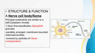 • STRUCTURE & FUNCTION
A.Nerve cell body/Soma
Principal costitutents are similar to a
cell.Cytoplasm reveals
1.Nissl Granules/Bodies- Basophilic
granules
-parallely arranged ,membrane bounded
cisternae/cavitites
-covered by particles of ribose
nucleoproteins
12
 
