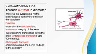 2.Neurofibrillae- Fine
Threads 6-10nm in diameter
-traverse the cytoplasmic matrix
forming loose framework of fibrils in
the cytoplasm
Function
-maintains the functional and
anatomical integrity of the axon
-Neurotrophins transported down the
axon -Anterograde transport ( upto
400mm/day).
-Retrograde transport
(200mm/day)from the nerve endings
to the cell body.
13
 