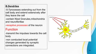 B.Dendrites
-5-7processes extending out from the
cell body and extend extensively after
they leave the cell
-contain Nissl Granules,mitochondria
and neurofibrillae
-receptive processes of the neuron
Function
-transmit the impulses towards the cell
body
-non conducted local potential
changes generated by synaptic
connections are integrated.
14
 