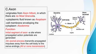 C.Axon
-originates from Axon hillock, in which
there are no Nissl Granules.
-cytoplasmic fluid known as Axoplasm
-cell membrane enveloping the
cytoplasm -Axolemma
Function-
Initial segment of axon -a site where
propagated action potentials are
generated
-An axonal process-transmits propagated
impulses away from the cell body to the
nerve endings.(All or none transmission)
15
 