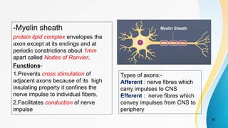 -Myelin sheath
protein lipid complex envelopes the
axon except at its endings and at
periodic constrictions about 1mm
apart called Nodes of Ranvier.
Functions-
1.Prevents cross stimulation of
adjacent axons because of its high
insulating property it confines the
nerve impulse to individual fibers.
2.Facilitates conduction of nerve
impulse
16
Types of axons:-
Afferent : nerve fibres which
carry impulses to CNS
Efferent : nerve fibres which
convey impulses from CNS to
periphery
 