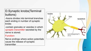 D.Synaptic knobs(Terminal
buttons)
-Axons divides into terminal branches
each ending in number of synaptic
knobs
-contain granules or vesicles in which
synaptic transmitter secreted by the
nerve is stored.
Function-
Nerve endings where action potentials
cause the release of synaptic
transmitter
17
 
