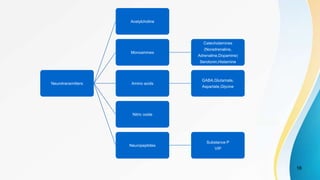 18
Neurotransmitters
Acetylcholine
Monoamines
Catecholamines
(Noradrenaline,
Adrenaline,Dopamine)
Serotonin,Histamine
Amino acids
GABA,Glutamate,
Aspartate,Glycine
Nitric oxide
Neuropeptides
Substance P
VIP
 