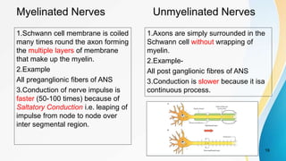 Myelinated Nerves Unmyelinated Nerves
1.Schwann cell membrane is coiled
many times round the axon forming
the multiple layers of membrane
that make up the myelin.
2.Example
All preganglionic fibers of ANS
3.Conduction of nerve impulse is
faster (50-100 times) because of
Saltatory Conduction i.e. leaping of
impulse from node to node over
inter segmental region.
1.Axons are simply surrounded in the
Schwann cell without wrapping of
myelin.
2.Example-
All post ganglionic fibres of ANS
3.Conduction is slower because it isa
continuous process.
19
 