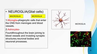 • NEUROGLIA(Glial cells)
1.Microglia-phagocytic cells that enter
the CNS from meninges and blood
vessels.
2.Astrocytes-
Foundthroughout the brain joining to
blood vessels and investing synaptic
structures,neuronal bodies and
neuronal processes.
20
MACROGLIA MICROGLIA
MICROGLIA
 