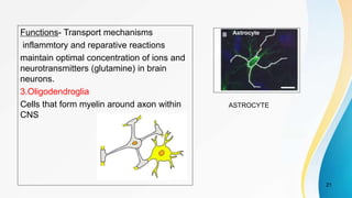 Functions- Transport mechanisms
inflammtory and reparative reactions
maintain optimal concentration of ions and
neurotransmitters (glutamine) in brain
neurons.
3.Oligodendroglia
Cells that form myelin around axon within
CNS
21
ASTROCYTE
 