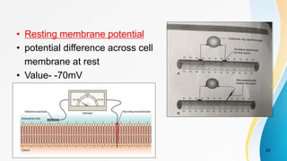 • Resting membrane potential
• potential difference across cell
membrane at rest
• Value- -70mV
24
 