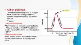 • Action potential
• Defined as the brief sequence of changes
which occur in the resting membrane
potential when stimulated by a threshold
stimulus.
• Phases:-
1.Depolarization phase
When the nerve is stimulated,polarized state
(-70mv) is altered ,i.e. the RMP is abolished
and the interior of the nerve becomes positive
(+35mV)
2.Repolarization phase
Within no time reverse occurs to the nearly
original potential known as repolarization
phase.
25
 