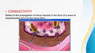 • CONDUCTIVITY
Refers to the propagation of nerve impulse in the form of a wave of
depolarization through the nerve fibre.
31
 