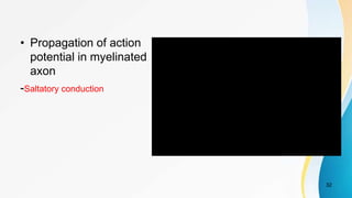 • Propagation of action
potential in myelinated
axon
-Saltatory conduction
32
 