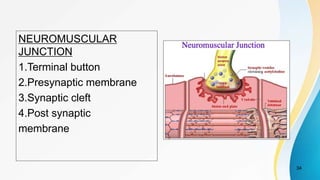NEUROMUSCULAR
JUNCTION
1.Terminal button
2.Presynaptic membrane
3.Synaptic cleft
4.Post synaptic
membrane
34
 