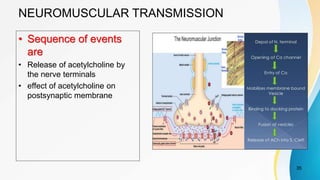 NEUROMUSCULAR TRANSMISSION
• Sequence of events
are
• Release of acetylcholine by
the nerve terminals
• effect of acetylcholine on
postsynaptic membrane
35
 