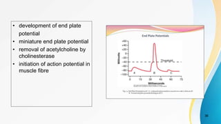 • development of end plate
potential
• miniature end plate potential
• removal of acetylcholine by
cholinesterase
• initiation of action potential in
muscle fibre
36
 